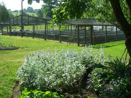 Visite élevage d'escargots