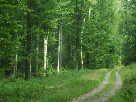 Forêt domaniale du Trait-Maulévrier