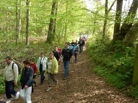 Randonnée découverte du Bus Tricopin