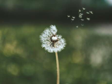 Exposition : les plantes sauvages