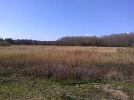 Chantier nature dans le Marais de Colleville-Ouistreham