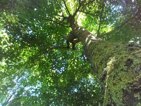 Au royaume des arbres