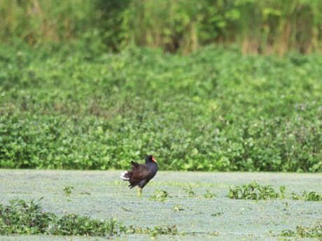 Sortie nature : La vie foisonnante des cressonnières