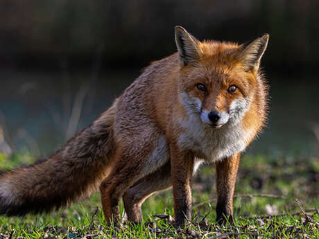 Visite naturaliste Natterra : Le renard amoureux de la Valleuse d'Antifer