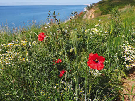 L'Explorateur : Découverte du jardin des falaises