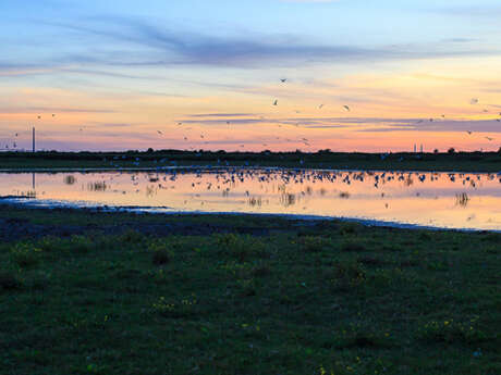 Sortie nature : Le marais au crépuscule