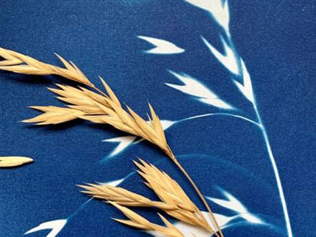 Atelier : Cyanotype végétal