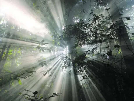 Projection : Il était une forêt