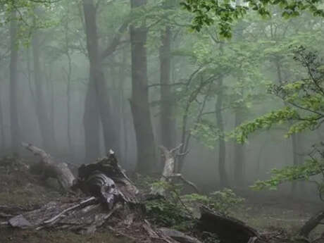 Conférence : L'équilibre des forêts