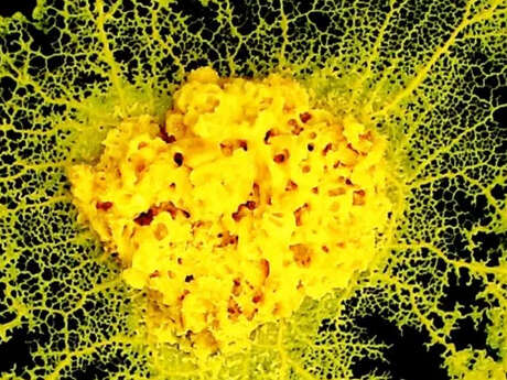Conférence : Le blob - de la forêt à l'espace, l'incroyable parcours d'un organisme unicellulaire