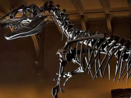 Conférence : Posture et équilibre lors de la reconstitution d'un dinosaure