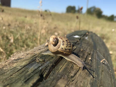 Mercredi nature : À la découverte des escargots et limaces