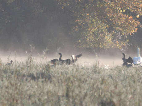 Sortie nature : Les oiseaux d'ici et d'ailleurs