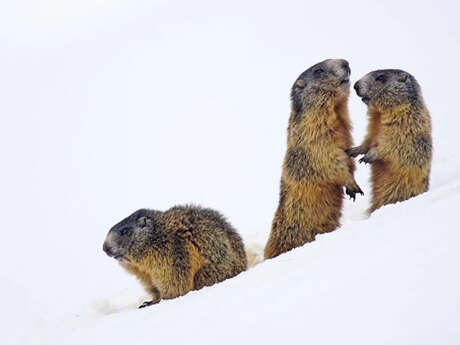 Atelier : "Mission hibernation"