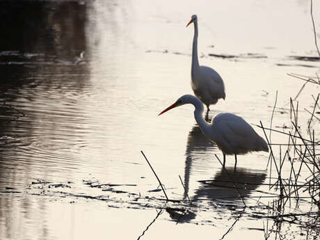 Sortie nature : Les oiseaux hivernants en scène