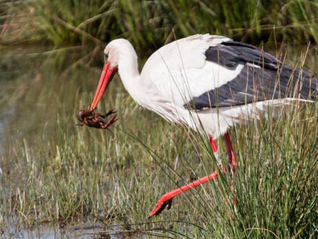 Sortie nature : L’estuaire de la Seine