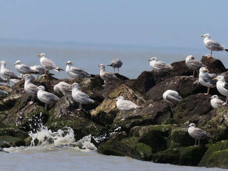Sortie nature : La vie des goélands, entre ville et nature