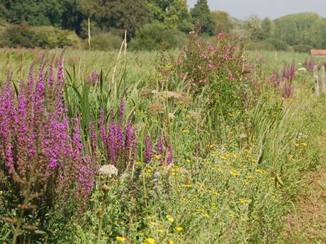 Sortie nature : Domaine du Colmoulins
