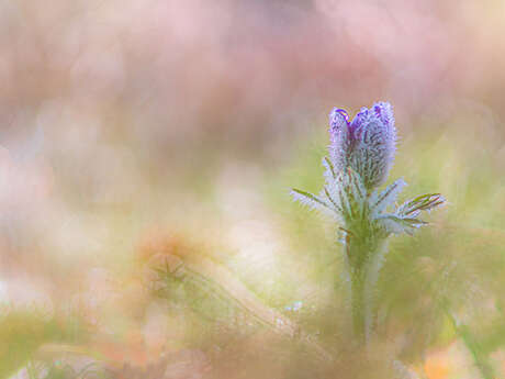 Festival : Spot Nature 2026