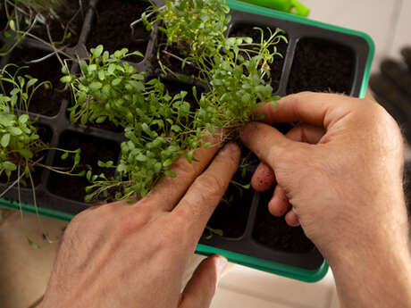Atelier participatif : Le bouturage des plantes aromatiques