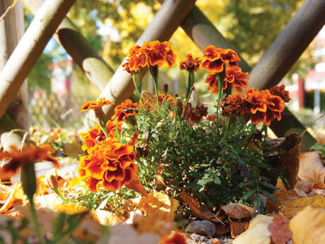 Atelier participatif : Jardinières automnales