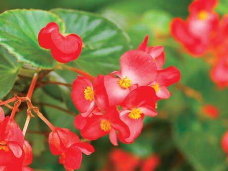 Le monde merveilleux des Bégonias