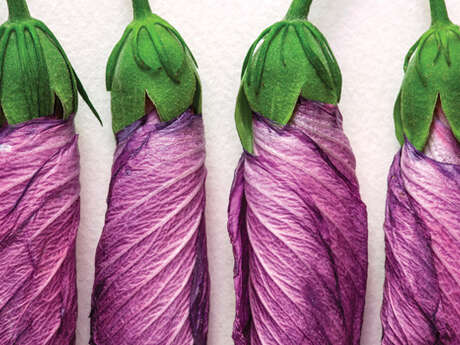 Exposition : In Vivo - Laurent Bessol