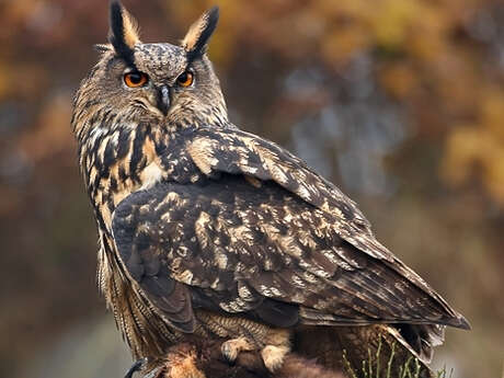 Sortie nature : Sur les traces du Grand-Duc d'Europe