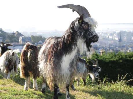 Sortie nature : À la découverte de l’éco-pâturage