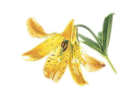 Stage d'initiation à l'illustration botanique