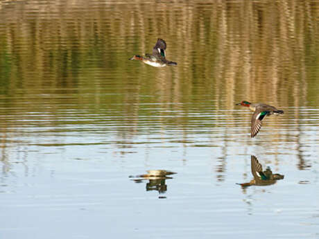Sortie nature : Les Oiseaux nicheurs des bassins d'Octeville sur mer