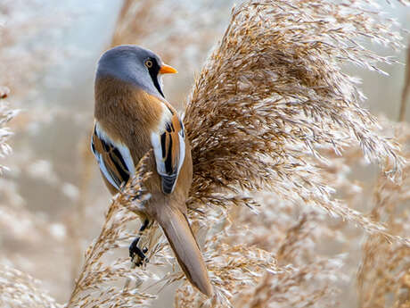 Sortie nature : Nez à bec avec les oiseaux des roseaux