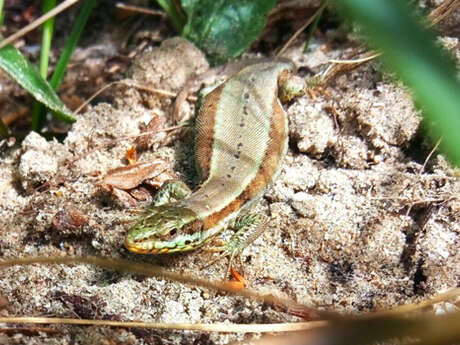 Mercredi nature de l'été : Les reptiles de la réserve