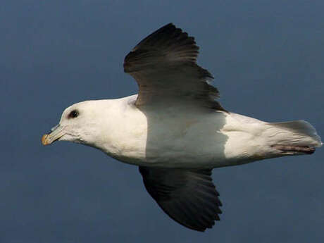 Sortie nature : Observation des oiseaux à Antifer