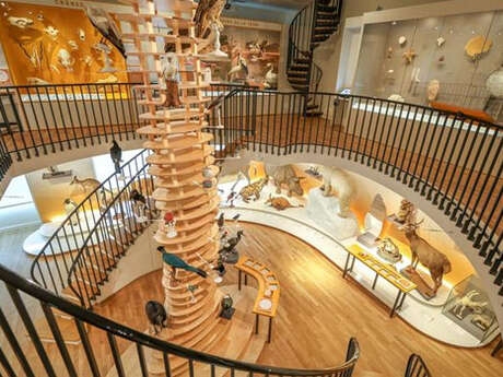 Nuit des Musées : visite libre - redécouvrez le Muséum d'histoire naturelle du Havre !