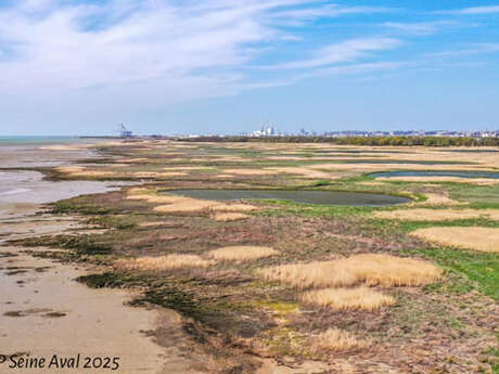 Fête de la nature : Phoques, vasières et roselières