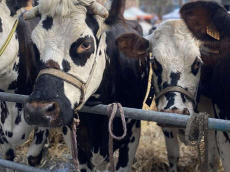 Visite guidée : Les comices agricoles