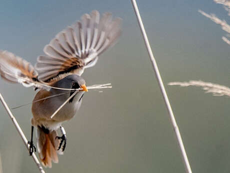 Stage d'initiation à l'ornithologie