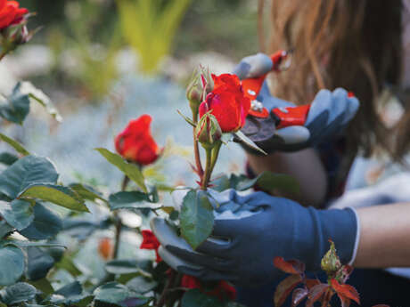 Atelier participatif : La taille des rosiers