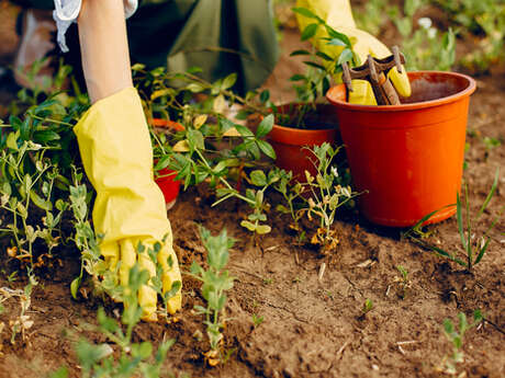 Atelier famille : Semer son potager