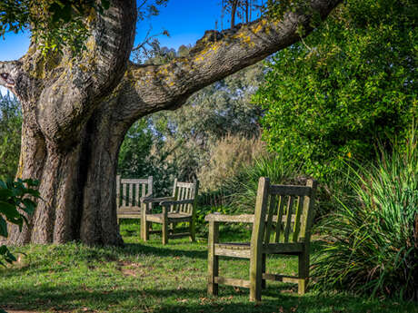 Atelier famille : Les bienfaits des arbres