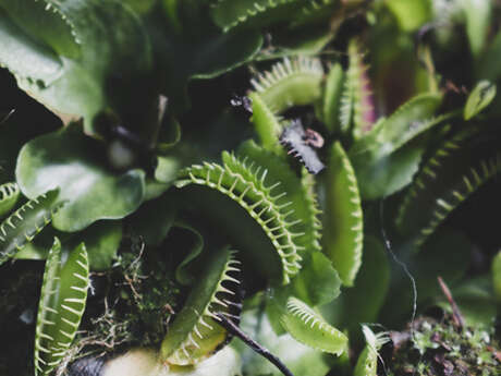 Propos de jardinier : À la découverte des plantes carnivores
