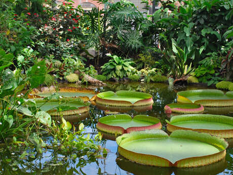 Propos de jardinier : Les plantes aquatiques tropicales