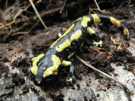 [Balade nocturne] Découverte nocturne du Bois des Communes