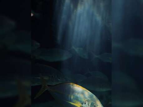 Sequana Incognita, plongez avec nous en Seine inconnue