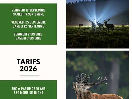 Soirée Brame du Cerf