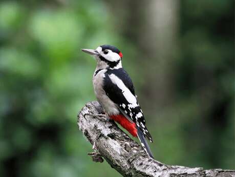 Sortie ornithologique - A l'écoute des oiseaux des forêts