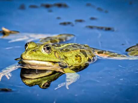 Sortie nocturne - C'est Coâ ça, les amphibiens du parc