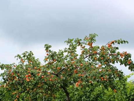 Taille Régénératrice des arbres fruitiers Haute-Tige
