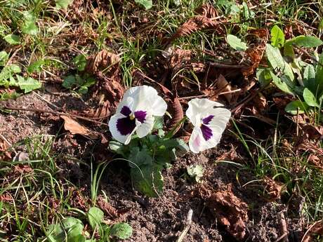 Marche douce et botanique